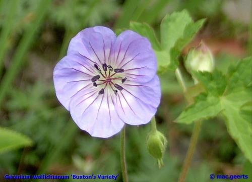 Geranium wallichianum Buxton's Variety